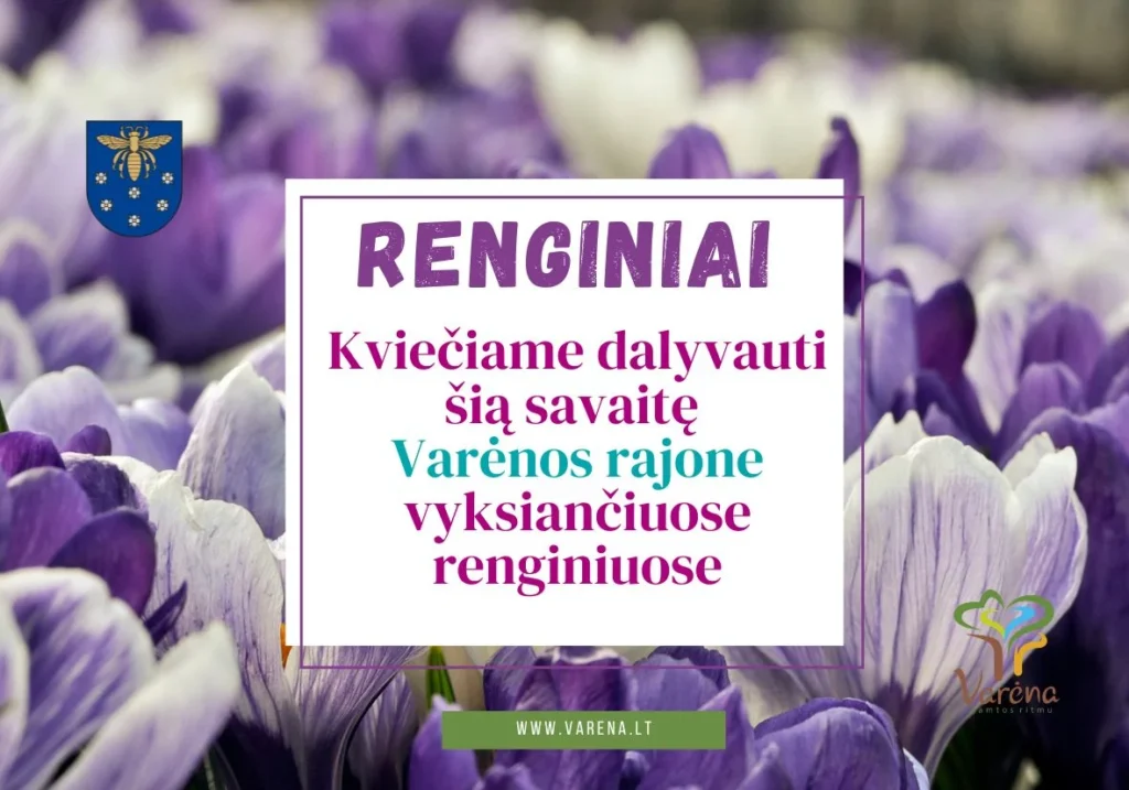Varėnos rajono savivaldybės renginių skelbimas žydinčių violetinių krokų fone su oficialiais savivaldybės logotipais.