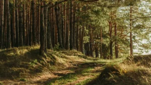Kazlų Rūdos poilsiavietėse ir miškuose prasideda pareigūnų reidai
