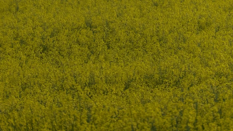 Lietuvos aruodams žadamas didesnis derlius, bet rapsai trauks žemyn