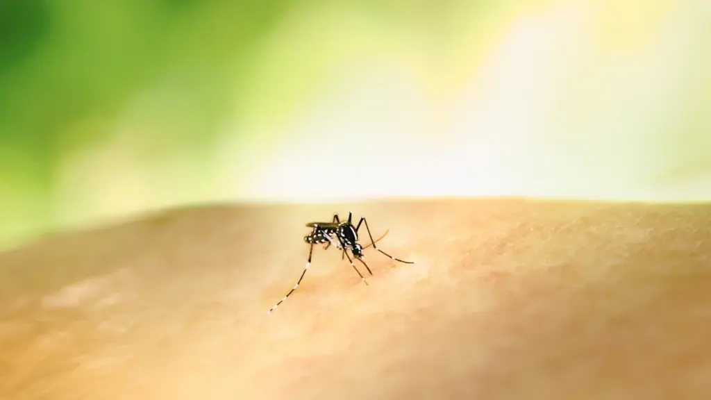 Uodas nutūpęs ant žmogaus odos ir ieškantis vietos gelti vasarą