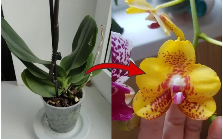 Tris bananų žieveles užpyliau vandeniu: po trijų dienų orchidėjos atrodė kitai