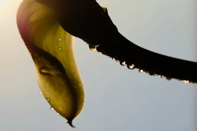 Tris bananų žieveles užpyliau vandeniu: po trijų dienų orchidėjos atrodė kitai