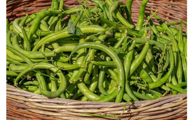 Kur iš tikrųjų reikia sodinti pupeles? Agronomas įvardijo vietą, kuri keičia v