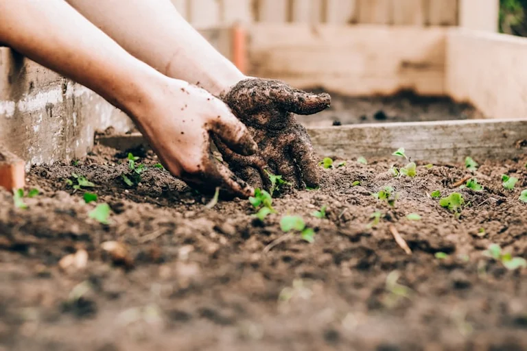 Kur iš tikrųjų reikia sodinti pupeles? Agronomas įvardijo vietą, kuri keičia v