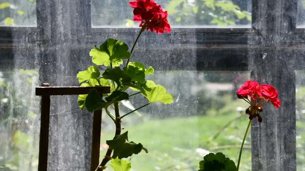 Raudonos pelargonijos žydi prie senovinio lango, primindamos jaukią namų palangę Lietuvoje.