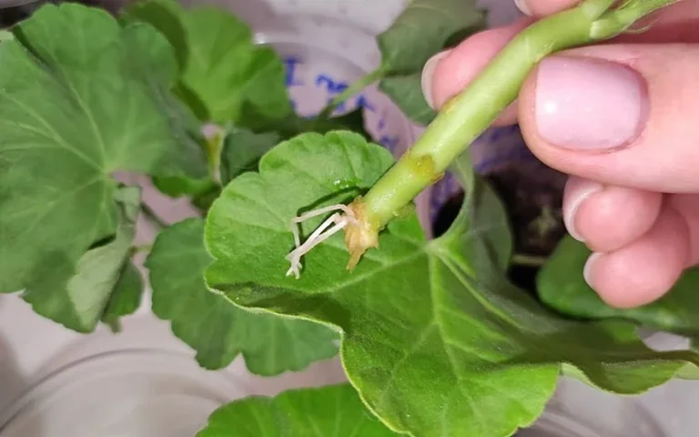 Padėjau pelargonijos auginį ant vatos diskelio – po 4 dienų pasirodė šaknys