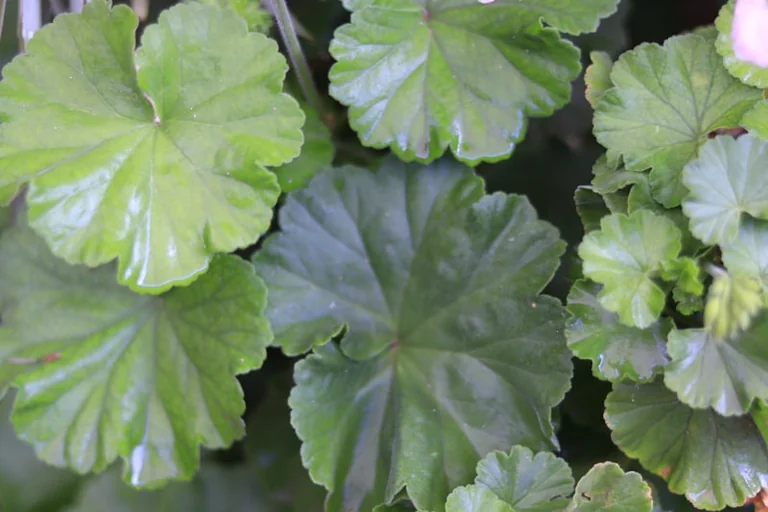 Padėjau pelargonijos auginį ant vatos diskelio – po 4 dienų pasirodė šaknys
