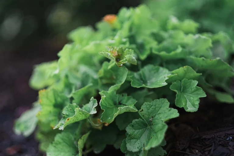 Padėjau pelargonijos auginį ant vatos diskelio – po 4 dienų pasirodė šaknys