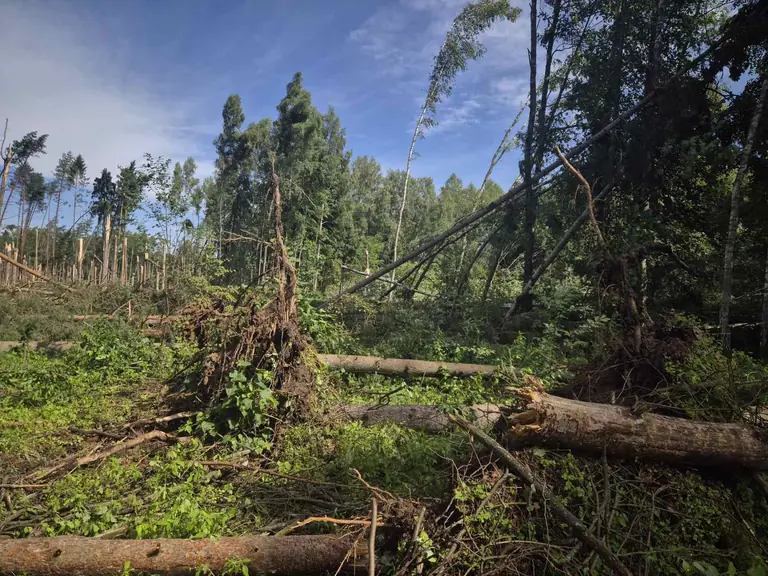 Pietų Lietuvoje audra atkirto stovyklautojus: miškuose – pavojus