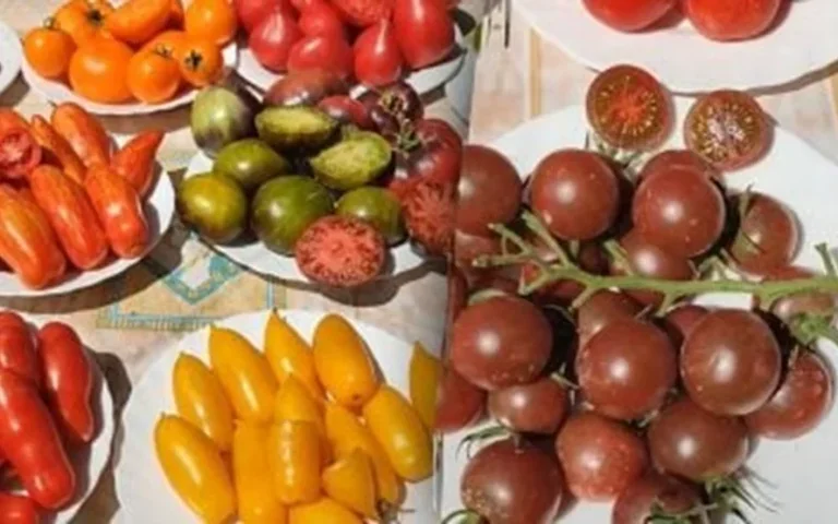 Avižų vanduo pakeitė brangias trąšas