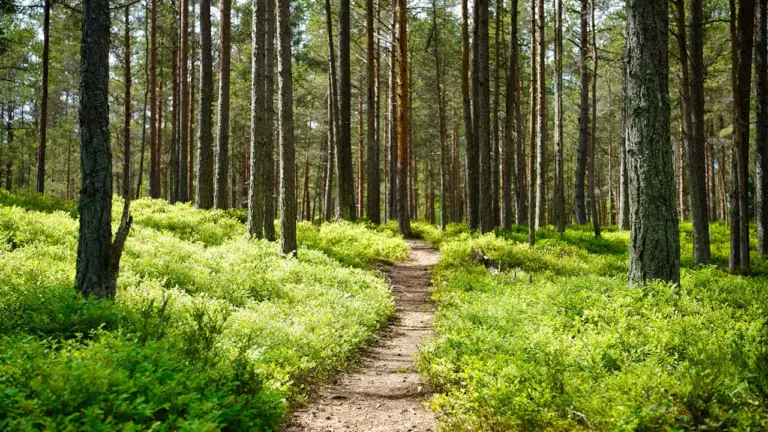 Mišką galima išsaugoti ir gauti pajamų: nuo ko pradėti?
