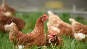 Ruda višta žaliame lauke, galinti simbolizuoti plunksnų retėjimo problemas paukščių ūkyje.