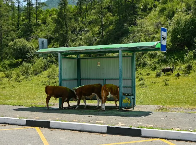 Varėnos rajone 5D autobusas veš ilgiau: kada išvykti?